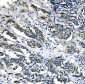 Anti-PCK2 Antibody Picoband™ (monoclonal, 3F7)